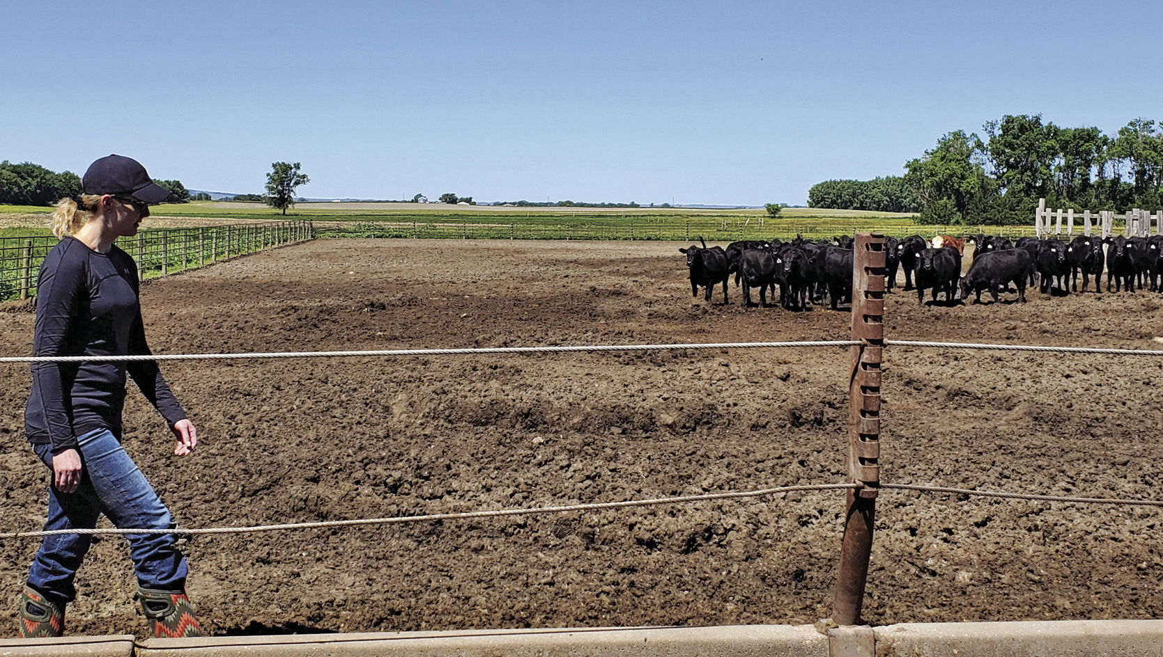 Melissa moving cattle